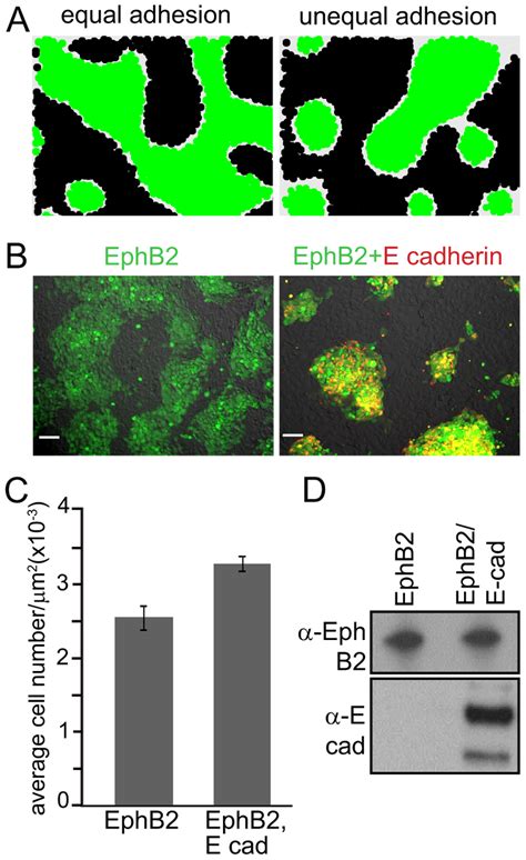 Image result for Adhesion Cell Sorting