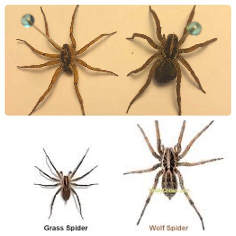 Wolf Spider Vs Tarantula Size at Augusta Berkeley blog