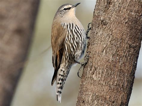 White-browed Treecreeper - eBird