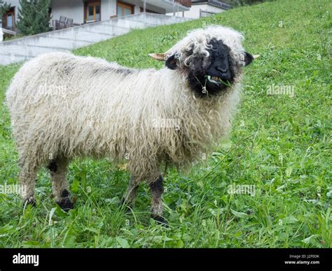 Valais Blacknose Sheep Stock Photos & Valais Blacknose Sheep Stock ...