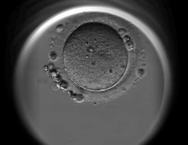 胚胎植入后是多久着床，多久能验孕？ - 知乎