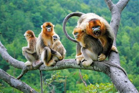 滇金丝猴：属于中国特有的物种（只在中国存在）_探秘志