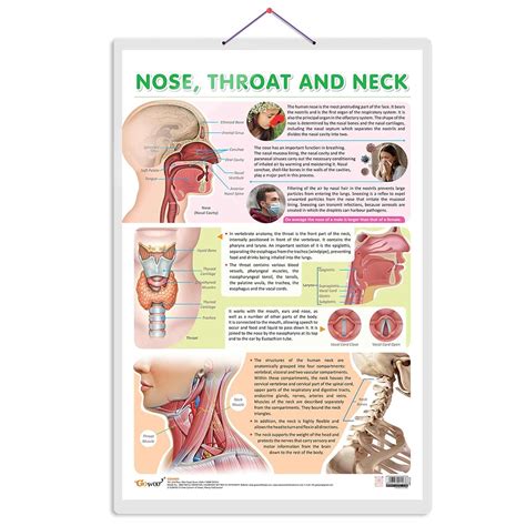 Buy NOSE, THROAT AND NECK CHART | Exploring the Upper Respiratory ...