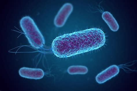 Gut-Brain Connection: Specific Bacteria in the Gut Prompt Mother Mice ...
