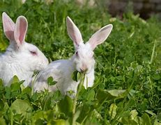 Image result for Bunny Sitting in Grass