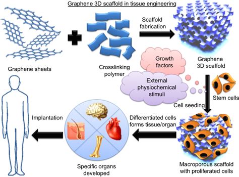 Tissue Engineering 的图像结果