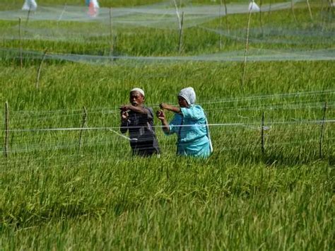 Indian economy - India's monsoon extremes are likely to increase ...