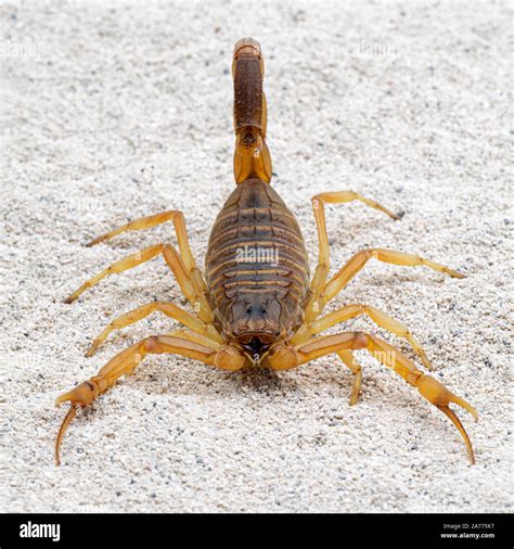 Venom Of Deathstalker Scorpion