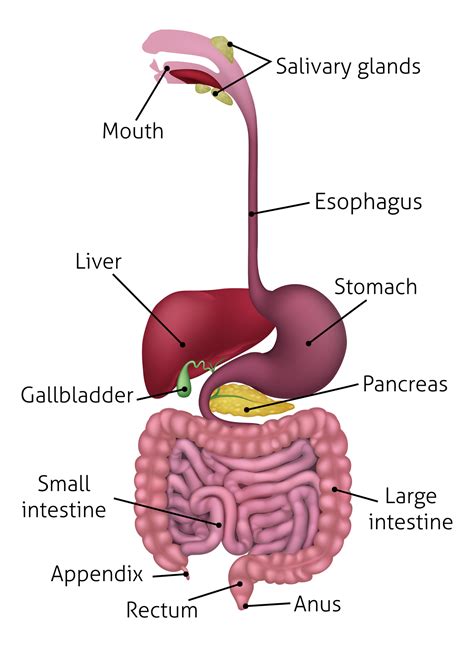 Diagram Of The Bowel System Digestive System Anatomy And Phy