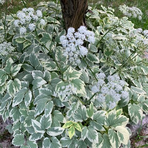 AEGOPODIUM PODAGRARIA „VARIEGATA" - Rasadnik „Jelena"