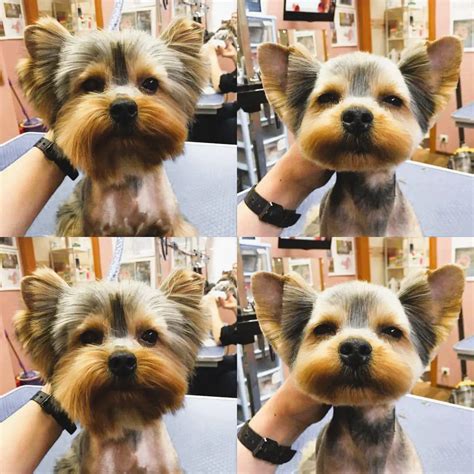 20 Yorkie Haircuts To Try For Your Sweet Pup