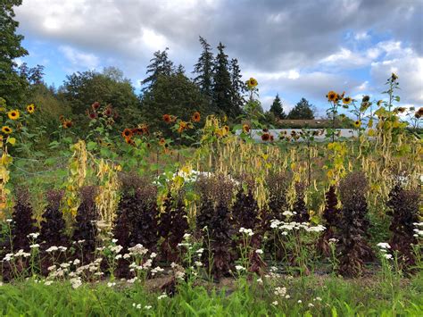 Does It Matter If Seeds Are Organic