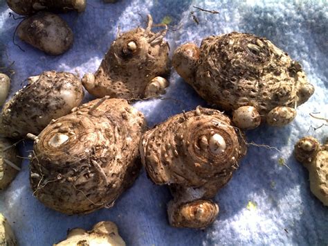 HOW TO GROW THE CALLA LILY |The Garden of Eaden