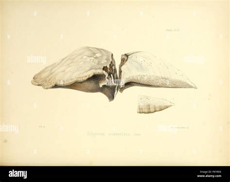 'Illustrations of British Mycology' offers detailed depictions of ...