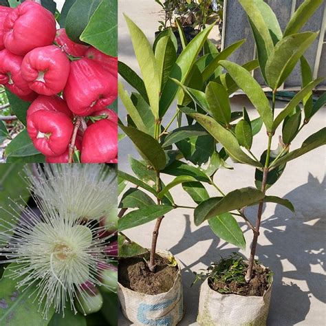 Golden Bloom Hybrid Air Layring Dwarf Red Water Apple Malay Apple ...