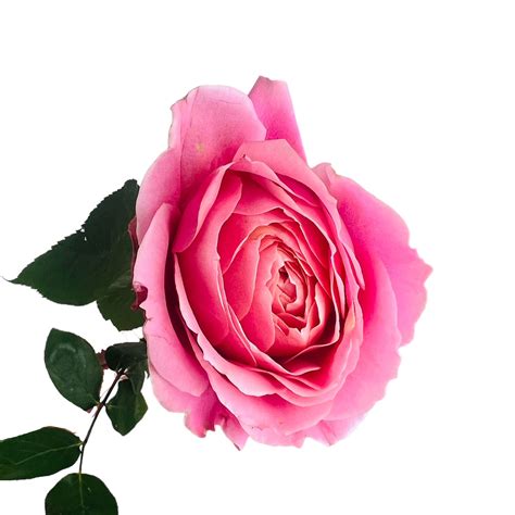 Romantic Antique Garden Rose - Kittelberger Wholesale Florist - Webster ...