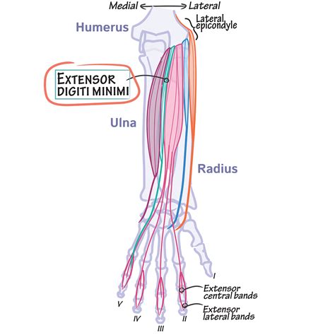 Gross Anatomy Glossary: Forearm - Posterior, Superficial | ditki ...
