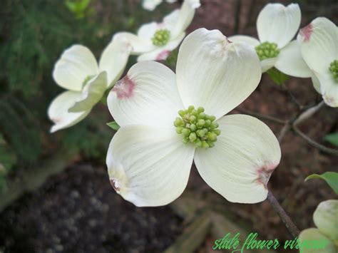 National Flower Of Virginia at Amber Byers blog