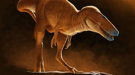 ‘Dragon prince’ dinosaur discovery 'rewrites' T.rex family tree - BBC News