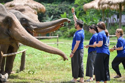 SMART ELEPHANTS FAMILY CHIANG MAI TOURS