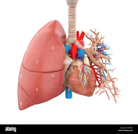 Heart And Lungs Anatomy