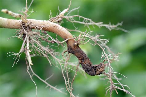 Image result for Root Rot Plum Tree