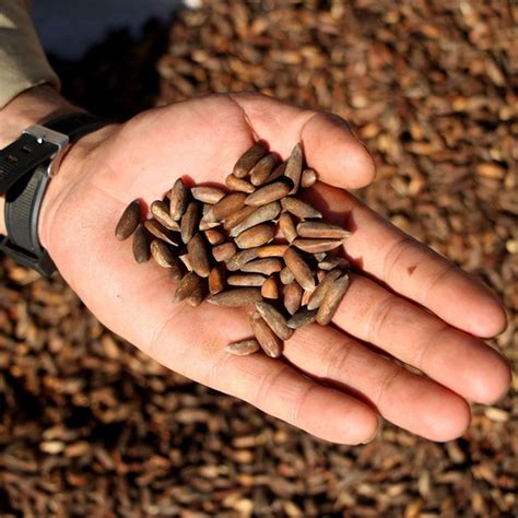 Trading Nut 的图像结果