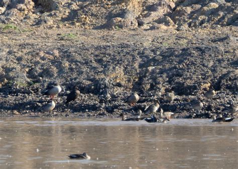 Mallard x Indian Spot-billed Duck (hybrid) - eBird