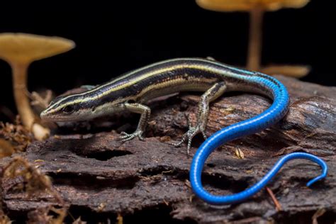 What Do Blue-Tailed Skinks Eat? Diet & Health Facts | The Vet Desk