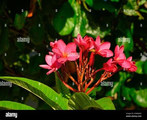 Photo flowers was taken in the Dominican Republic in April, on an early ...
