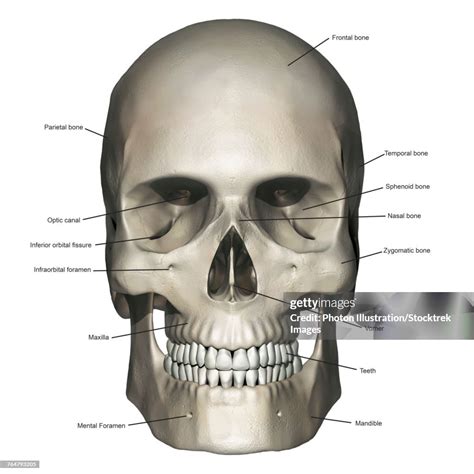 Anterior View Of Human Skull Anatomy With Annotations High-Res Vector ...