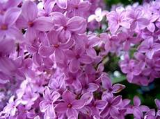 fiori lilla nomi fiori lill 224 fiori delle piante fiori lilla nomi fiori lill 224 fiori delle piante