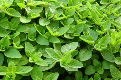 Image result for Java Spring Framework
