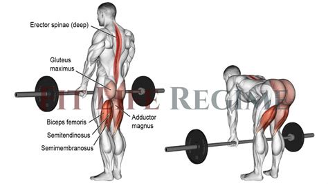 15 Best Barbell Leg Workout For Mass and Strength