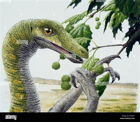 Dromiceiomimus sp, Ornithomimidae, Late Cretaceous. Artwork by Barry Croucher Stock Photo - Alamy
