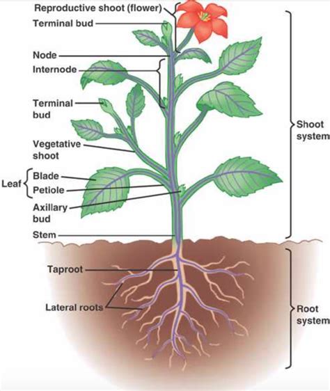 Basic Plant Structure 的图像结果