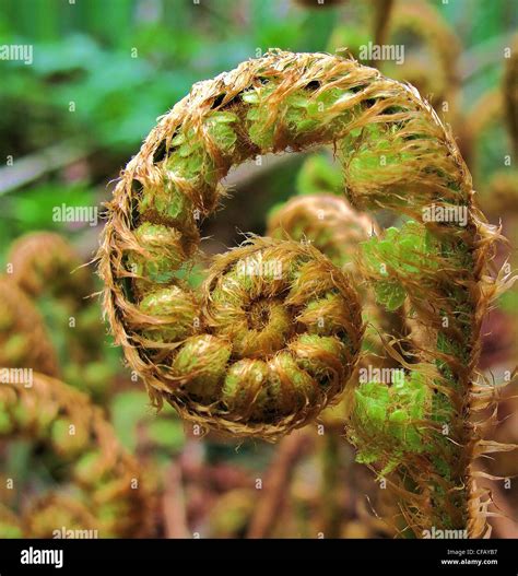 Whisk fern hi-res stock photography and images - Alamy