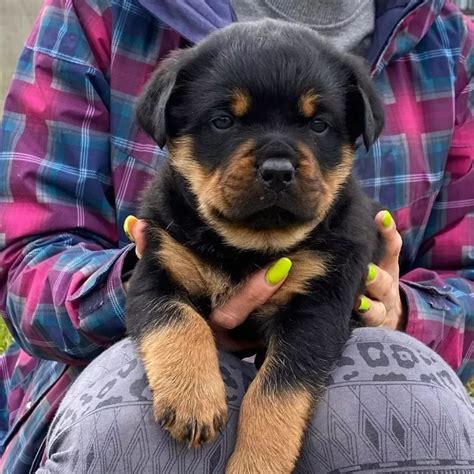 Rottweiler German shepherd mix puppy for sale/Rottweilers for sale