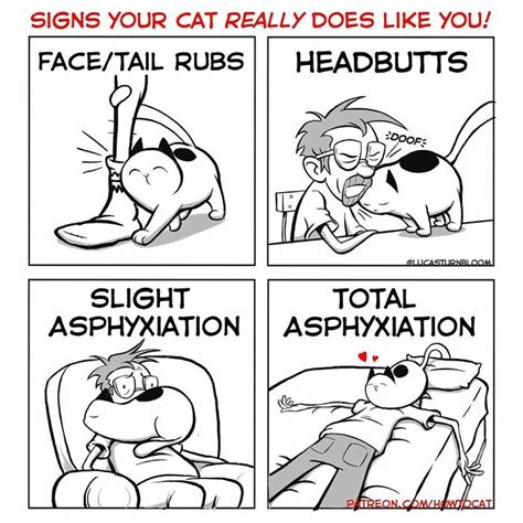 HowToBasic Cat 的图像结果