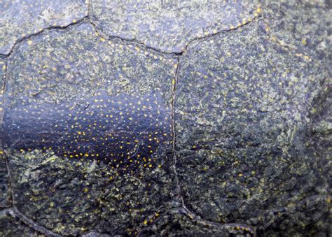 Image result for Turtle Shell Minecraft Layer Texture