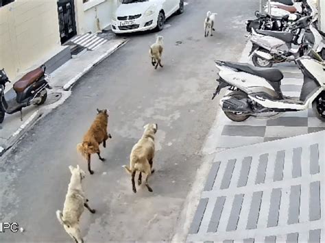 Locals insist that all dogs be captured, which is not possible; It is ...
