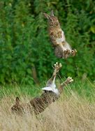 Image result for Bunny Jumping