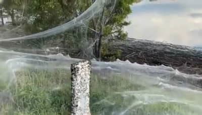 Australian town covered in massive spider webs, freaky video goes viral ...