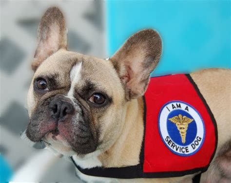 Thanks to cancer detecting dogs! | TopNews