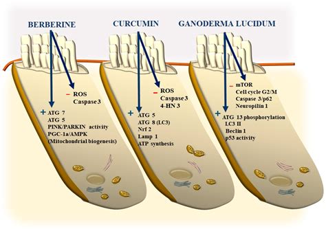 The Relevance of Autophagy within Inner Ear in Baseline Conditions and ...