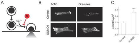 DeSUMOylation Controls Insulin Exocytosis in Response to Metabolic Signals