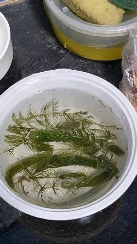 Hornwort Aquarium Plant (Ceratophyllum Demersum) – Live Aquatic Plant ...