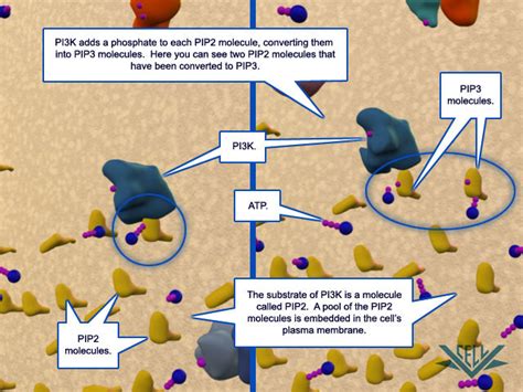 Image result for Pi PIP2 PIP3