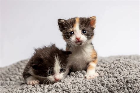 Lost and Stray Cats - Cat Protection Society of Victoria