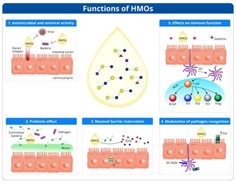 Effect of Human Milk Oligosaccharides on Infant Gut - Danone Nutricia ...